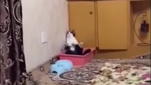 Funny Cat Video 😂