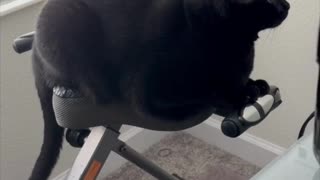 Adopting a Cat from a Shelter Vlog - Cute Precious Piper Really Gets Into Her Exercise #shorts