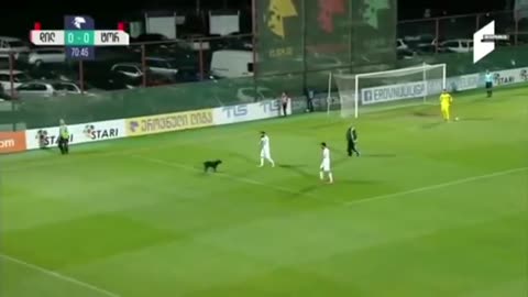 Dog interrupts soccer game, wants belly rubs