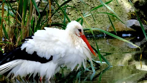 #Stork#Stork video#Animal#Animal video#