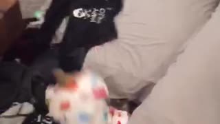 Pajama puppy jumps off bed into pillows