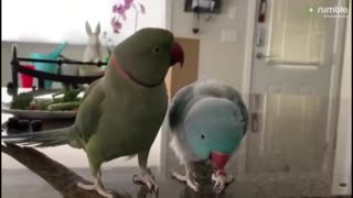 Parrots incredibly talk to one other like humans