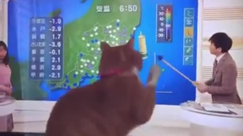 cute cat funny kitten video