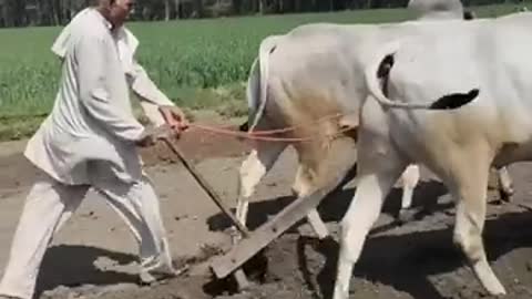 Farmer of India