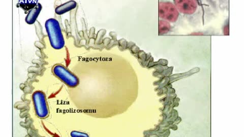 Egzotoksyny bakteryjne