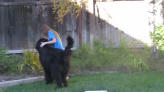 Little girl trains giant dog