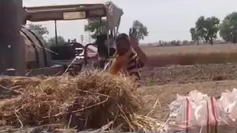 #punjab#wheat#crop#cutting#time#old#time#very#good#time