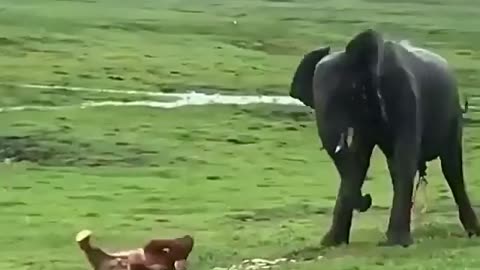 Elephant giving birth