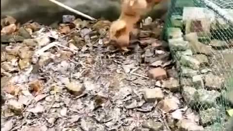 dog vs chicken fight funny video.