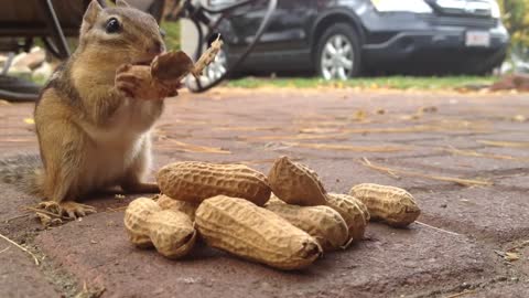 Chipmunk eating peanut