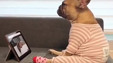 funny dogs for babies, funny dogs for dogs