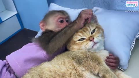 monkey and cat action that makes you laugh