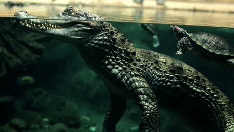 crocodile under water large reptile