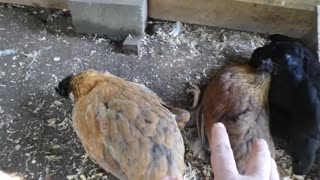 How do you catch a unique chicken? Unique up on them.