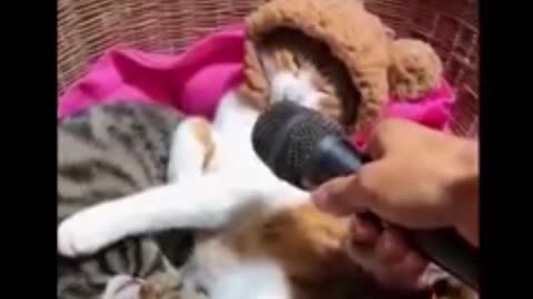 Cat and Dog funny video | Footage No Copyright | Funny animals - Funny animal videos 2024