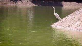 Heron Eating In Artificial Lake Chapultepec Mexico