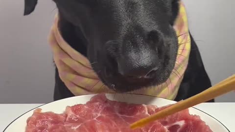 Dogs eat beef and eggs for dinner