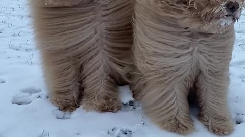 Goldendoodles in the Winter Wind