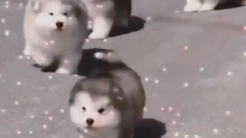 Cute animals doing funny