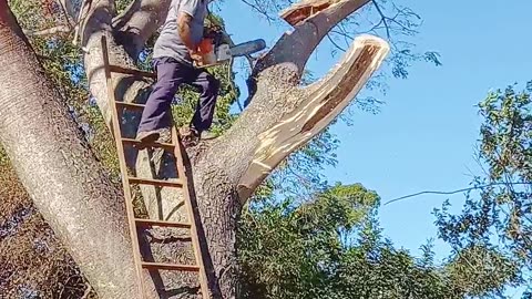 Pruned Tree Branch Makes Trimmer Fall Too