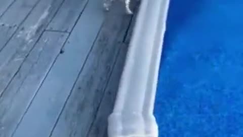 A Wonderful and Clever puppy uses filter to exit swimming pool
