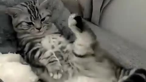 Funny cat videos