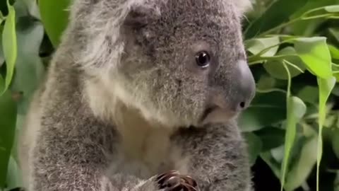 Cute koala