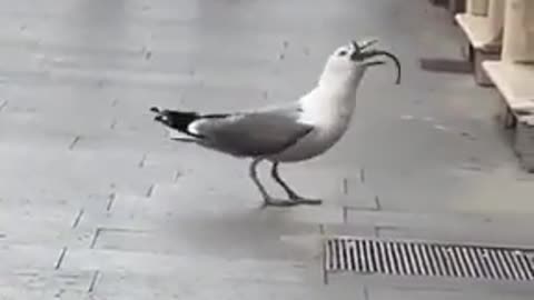 Seagull eats a rat