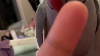 Funny parrot is about to bite his owners ears, and laughs