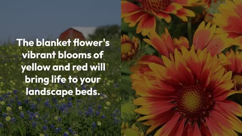 Flowers to Plant in Your Landscape Beds That Thrive in the Texas Climate - CLC Landscaping