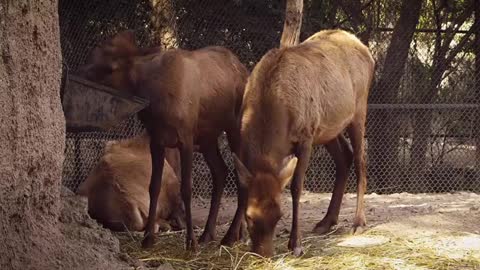Herd Of Young Reindeers Eating In Zoo