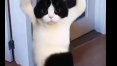 Cute Cat Funny Dance