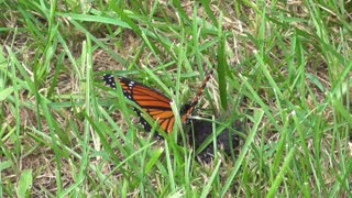323 Toussaint Wildlife - Oak Harbor Ohio - Finally A Little Bit Of Monarch