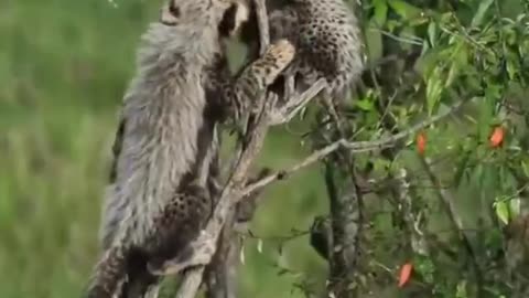 Two kittens are playing