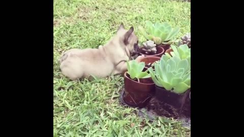 Funniest Frenchie, and cute Puppies Compilation #3