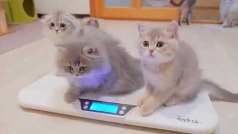 Kitten Panic! A big fuss over the scale battle! Who is the biggest one?