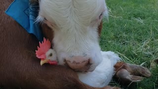 Unlikely Friends Embrace at Animal Sanctuary