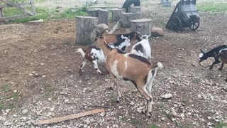 Dinner Time with the Goats 07.2020