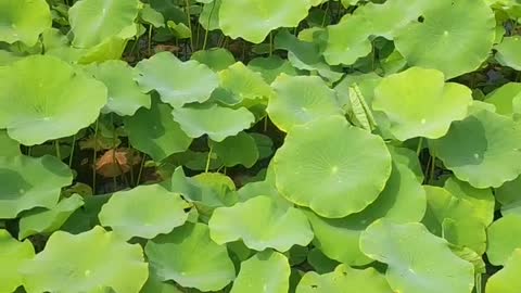 Beautiful lotus flowers are refreshing