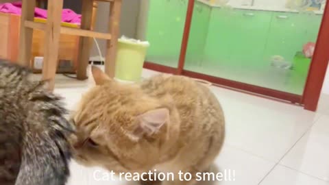 Cat's reaction to smell!See if your cat is infected