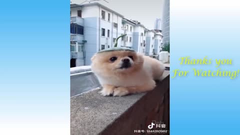 funny animals videos😂😂