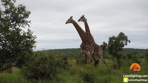 Giraffes Fighting