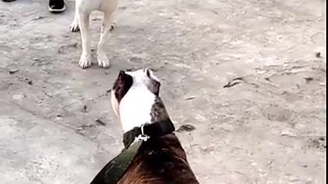 Dogo argentino vs pitbul