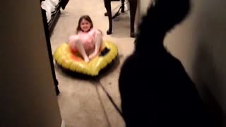 Indoor sledding with giant Newfoundland dog