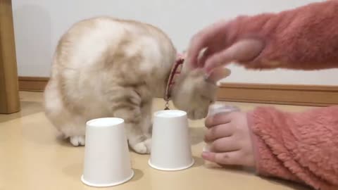 Cat plays Cup game-Cats and shuffle games