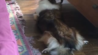 Brown and white dog howls on wooden floor