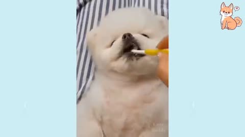 Cute dog doing toothbrush!