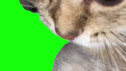 Staring Cat | Green Screen