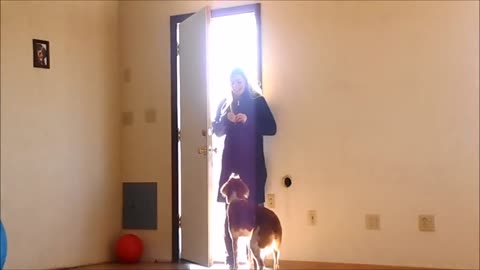 dogtraining short clip | dog | dogs dogtrainer | puppy