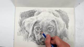 Art || Sketch || A Lovely Puppy (V)